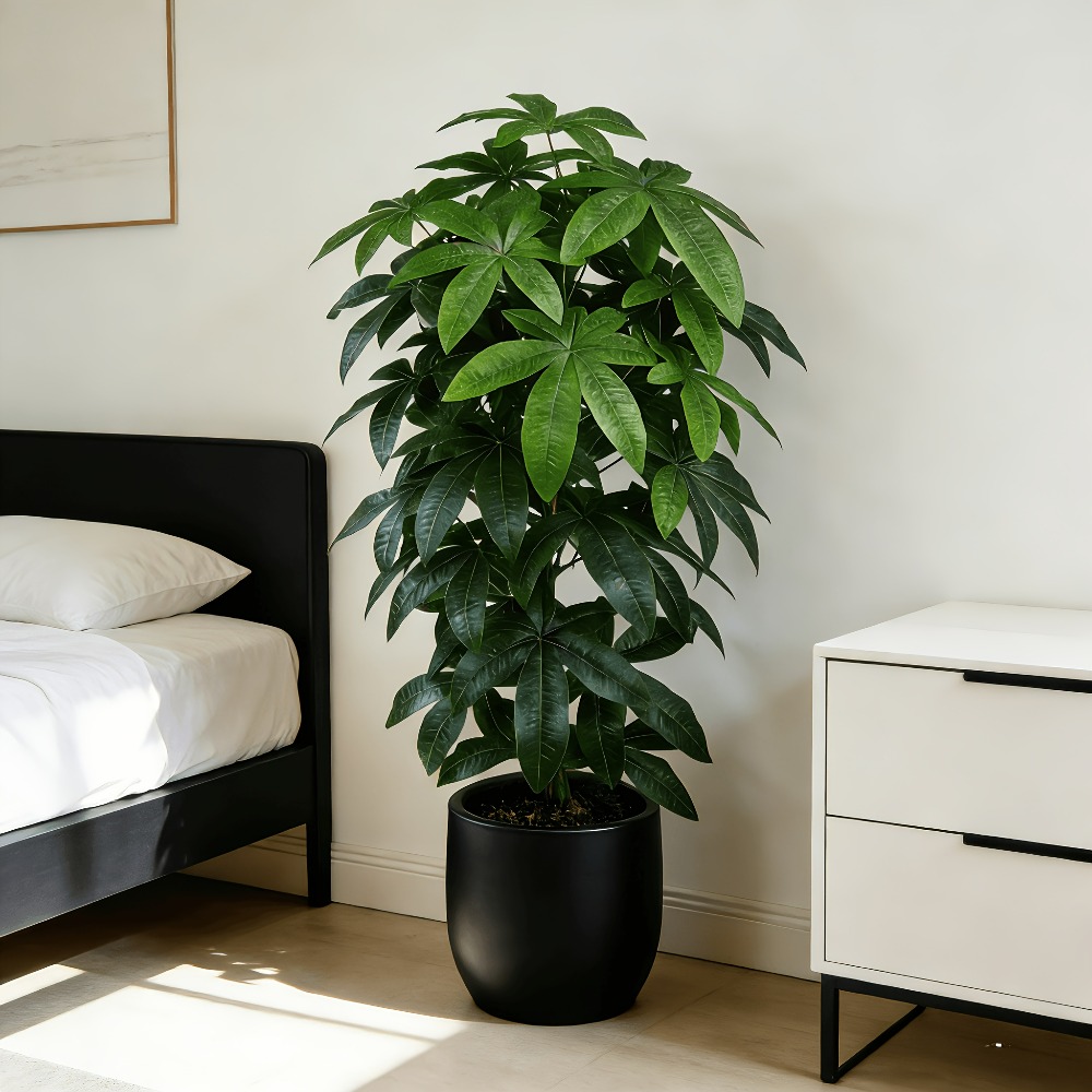 Snake Plant - ต้นไม้เงินประดิษฐ์พัชรีรา อควาติก้า พร้อมคุณสมบัติทางวิทยาศาสตร์ของต้นไม้แห่งความสงบสุข ที่มีกิ่งก้านสีเขียวและใบไม้สีสันสดใส