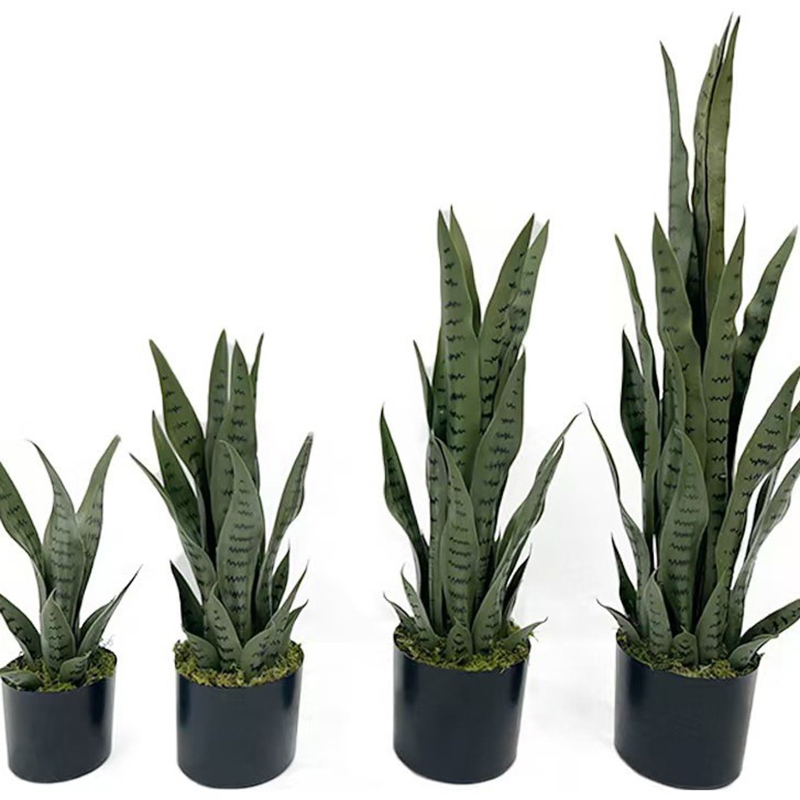ต้นงูเหลือมปลอมขนาด 40-100 ซม. - Snake Plant บทวิจารณ์และราคา