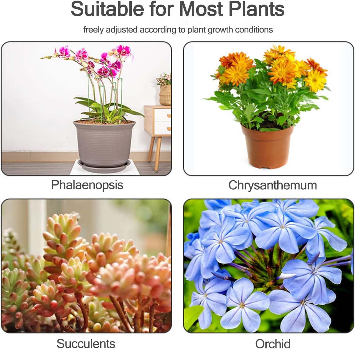 เสาค้ำต้นไม้ 5/10 ชิ้น สำหรับย - Succulent Set บทวิจารณ์และราคา